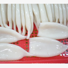 frozen seafood illex squid tube u5 u7 u10  supplier cheap price